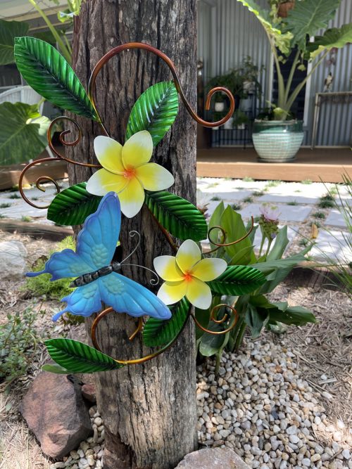 Butterfly and Frangi