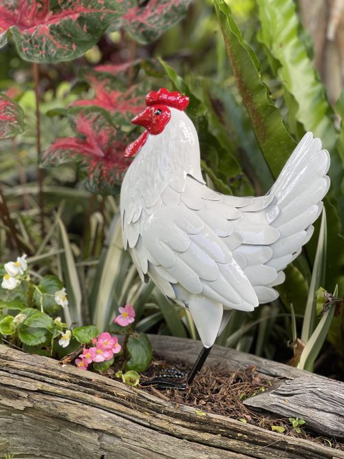 Clucky-Hen-2-500x667