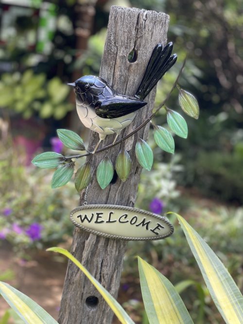 Elegant-Willie-Wagtail-Welcome-1-500x667